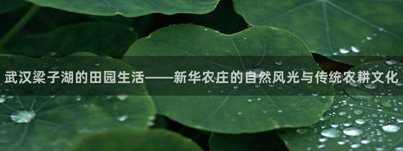 金年会体育官方网站入口