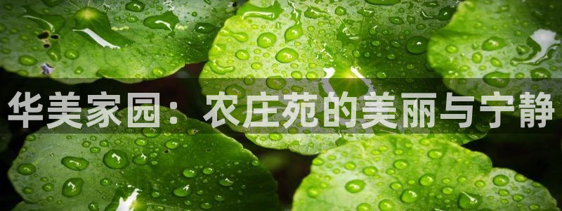 金年会最新登录