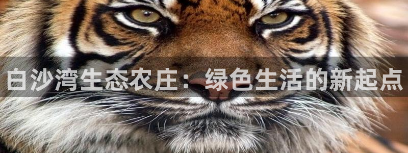 金年会活动策划