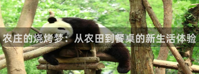 金年会彩金
